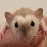 Friendly rat avatar