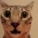 Surprised cat avatar